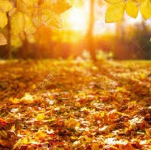 Meet your Posher, Jamakah